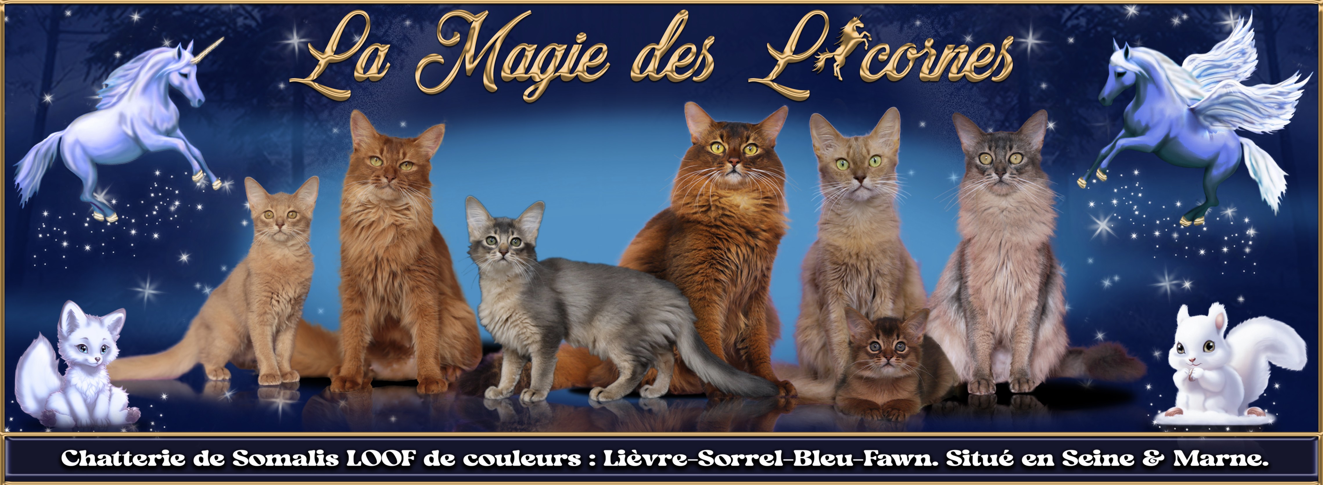 bannière principale2.jpg