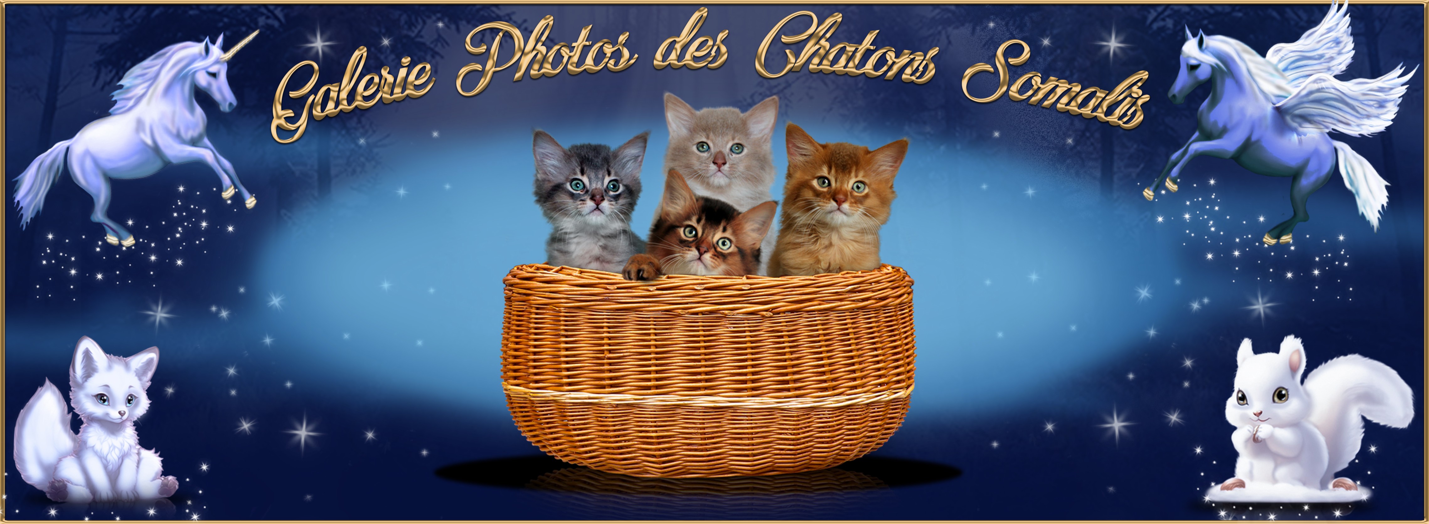 Galerie photo Chatons - Copie (2).jpg