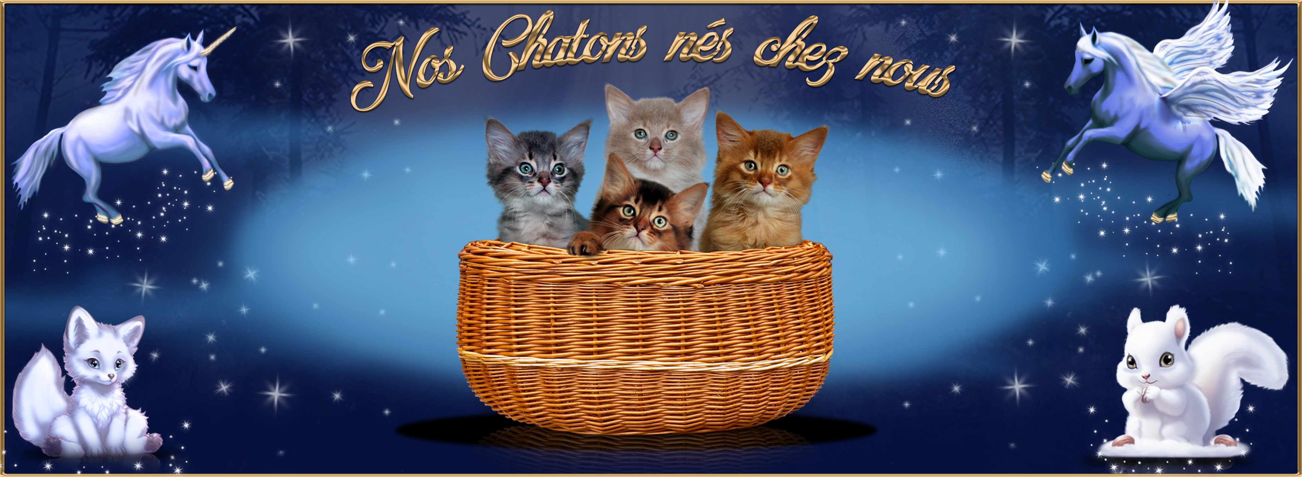 nos chatons nés chez nous.jpg