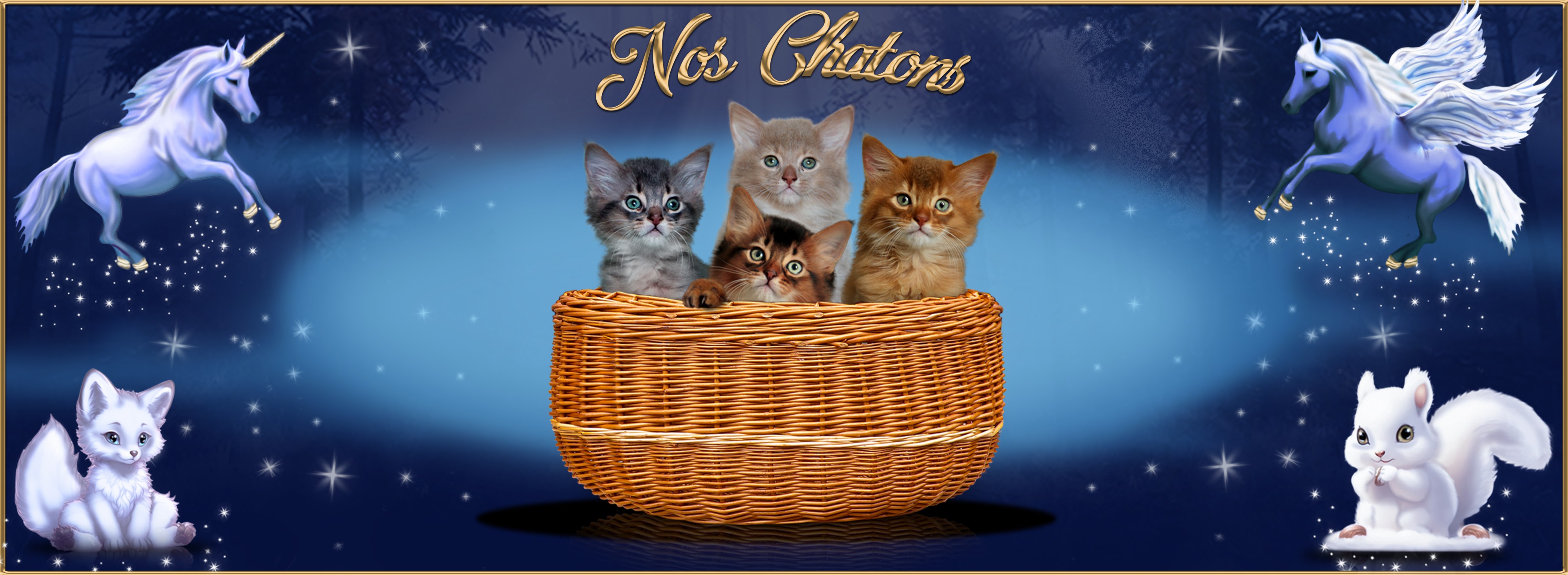 Nos chatons.jpg