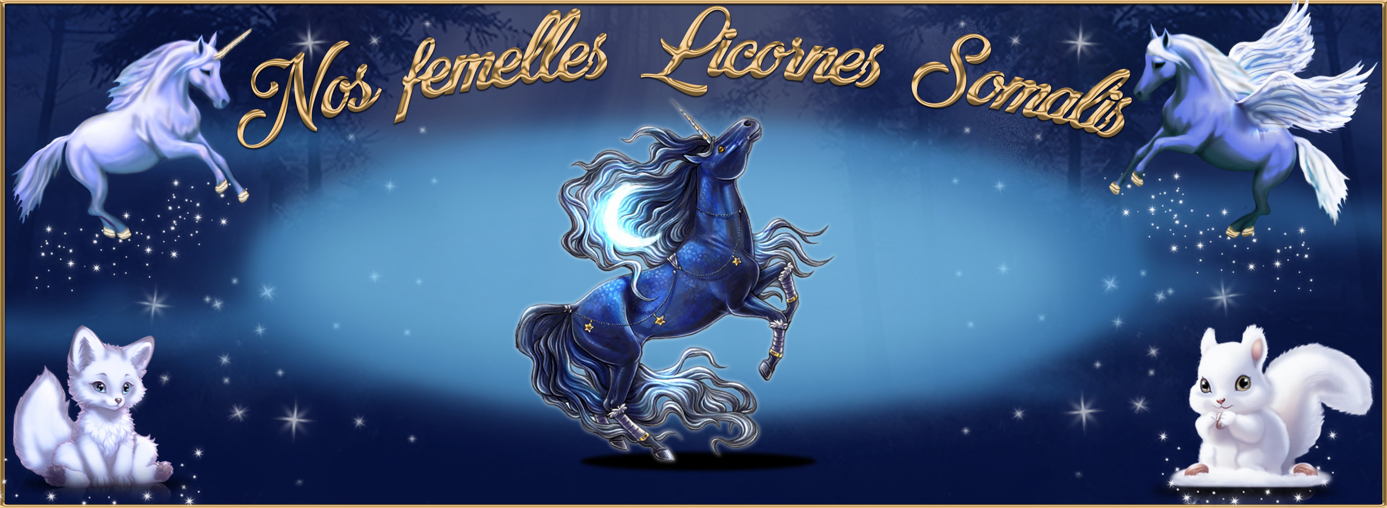 Nos femelles licornes Somalis.jpg