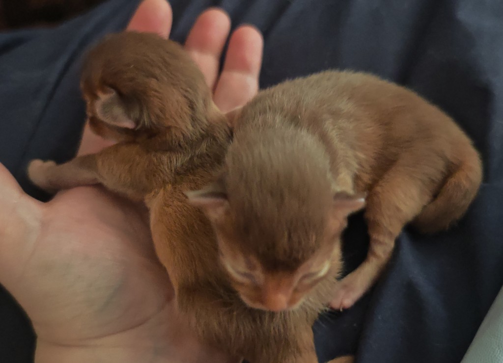 Ashka Asthur Naissance