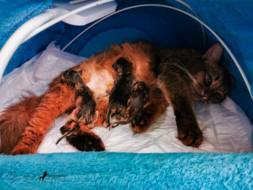 Naissance des chatons Onyx Helliopsis