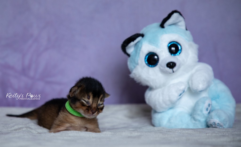 Azuki-Māui Male Lièvre