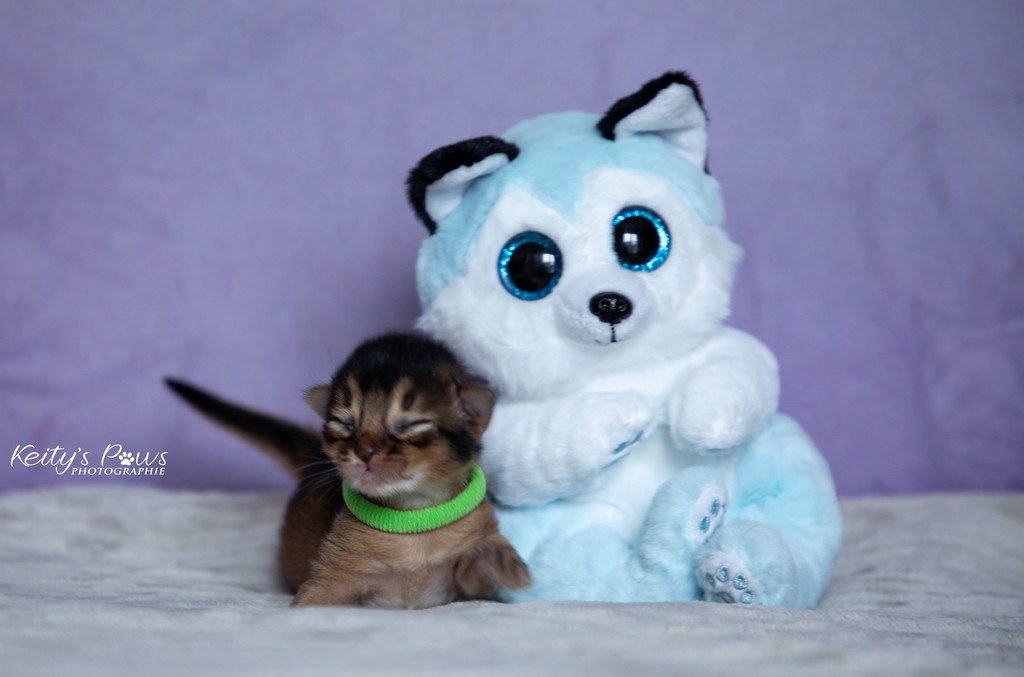 Azuki-Māui Male Lièvre