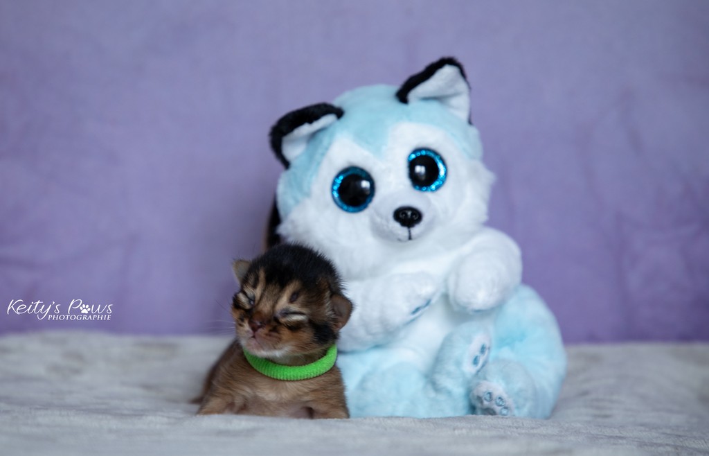 Azuki-Māui Male Lièvre