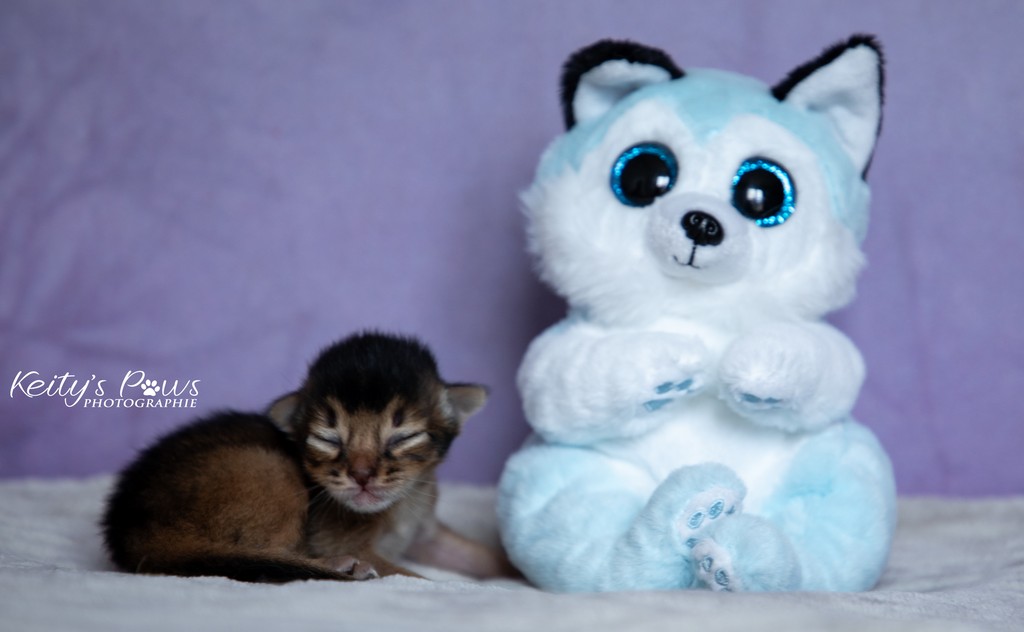 Amaretto Male Lièvre