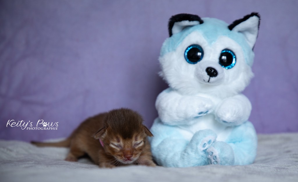 After Eight  Femelle Sorrel Rose