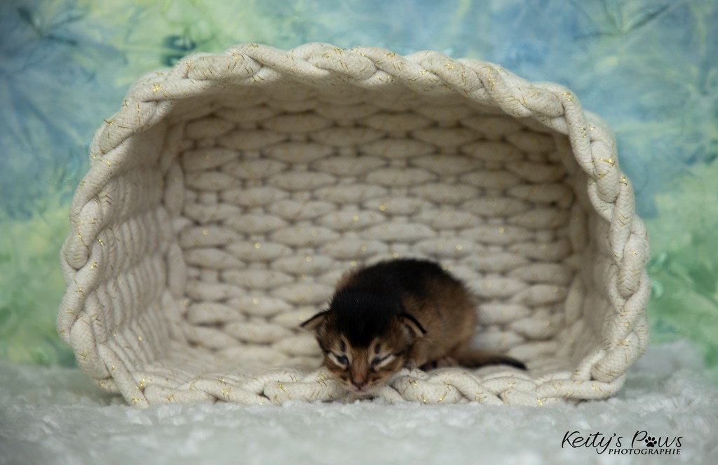 Azuki-Māui 2 Semaines