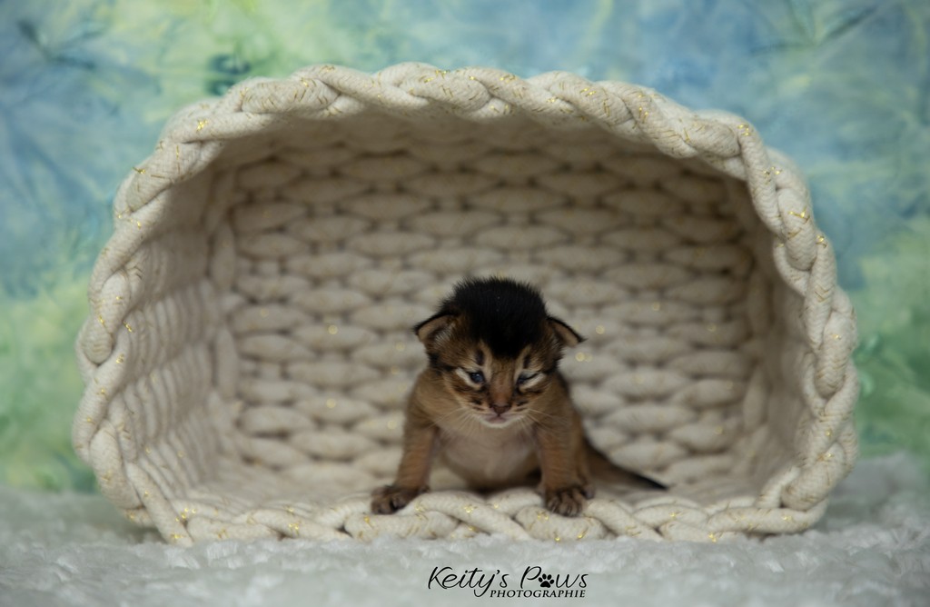 Azuki-Māui 2 Semaines