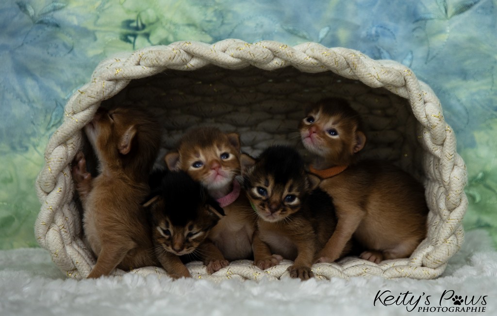 Aveveline,  Amandine,  After-Eight , Azuki-Māui, Amaretto-Aegon  2 Semaines