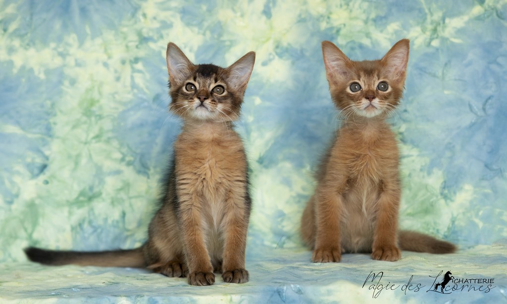 Seal & Sheeran-Sky 2 Mois