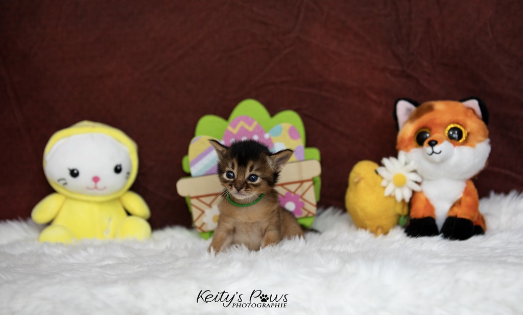 Amaaretto Aegon 3 Semaines