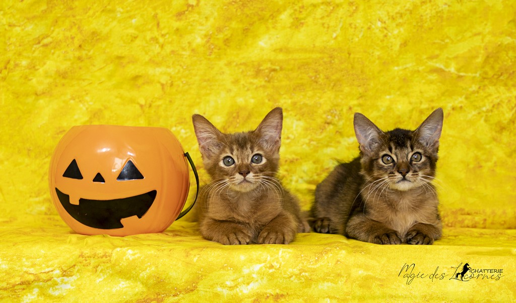 Seal & Sheeran-Sky 2 Mois