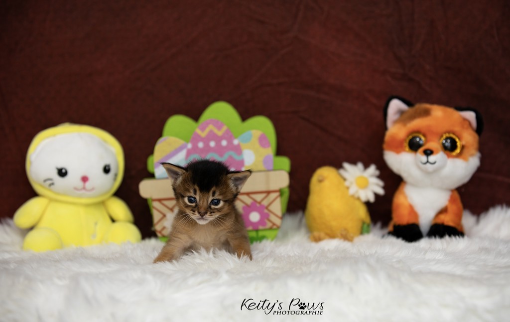 Azuki-Māui 3 Semaines