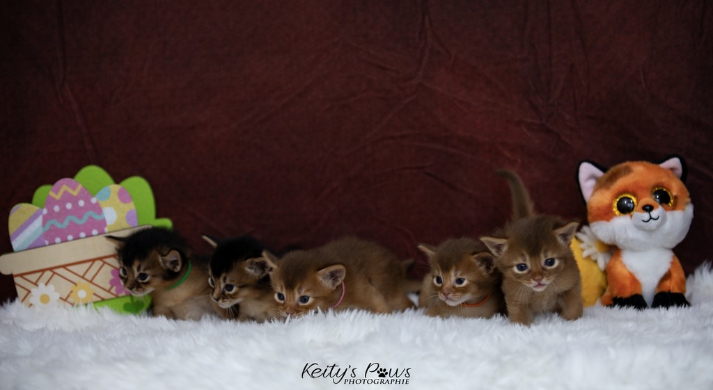 Aveveline,  Amandine,  After-Eight , Azuki-Māui, Amaretto-Aegon  3 Semaines