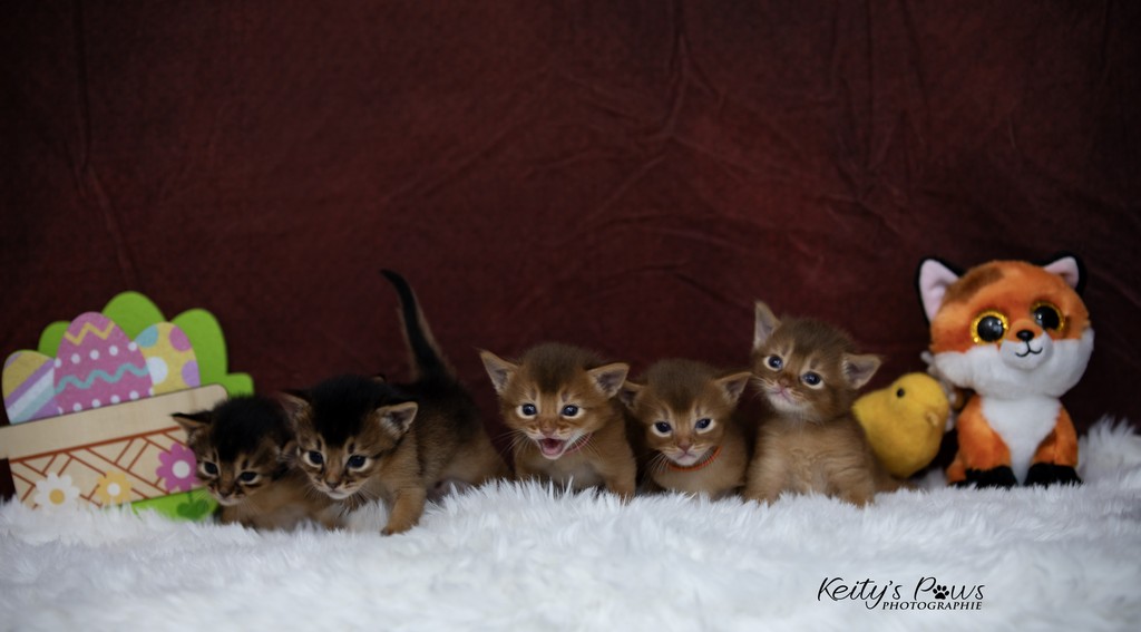 Aveveline,  Amandine,  After-Eight , Azuki-Māui, Amaretto-Aegon  3 Semaines