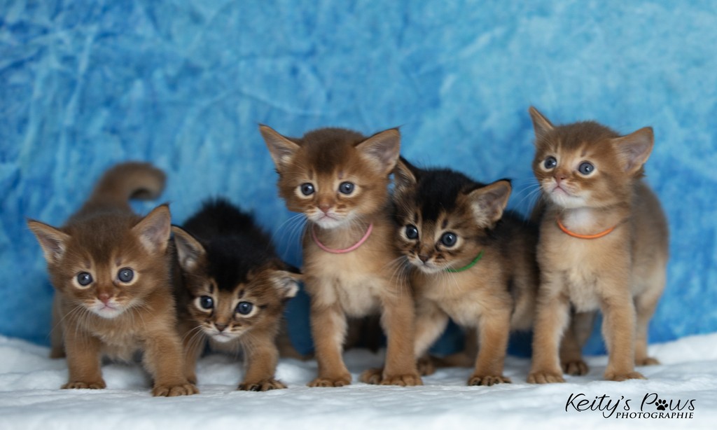 Aveline,  Amandine Aum,  After-Eight , Azuki-Māui, Amaretto-Aegon 4 Semaines