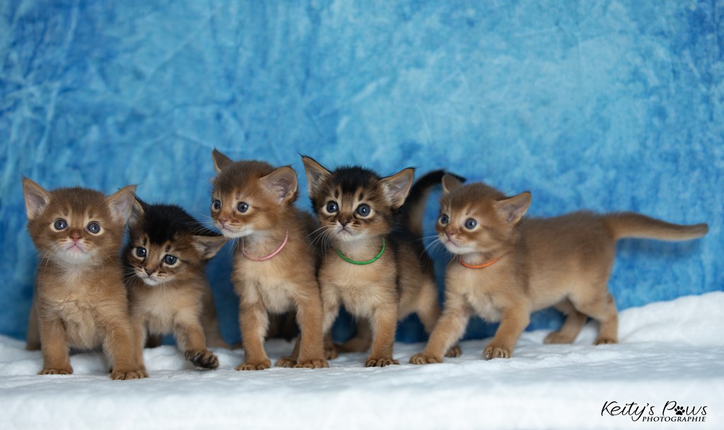 Aveline,  Amandine Aum,  After-Eight , Azuki-Māui, Amaretto-Aegon 4 Semaines