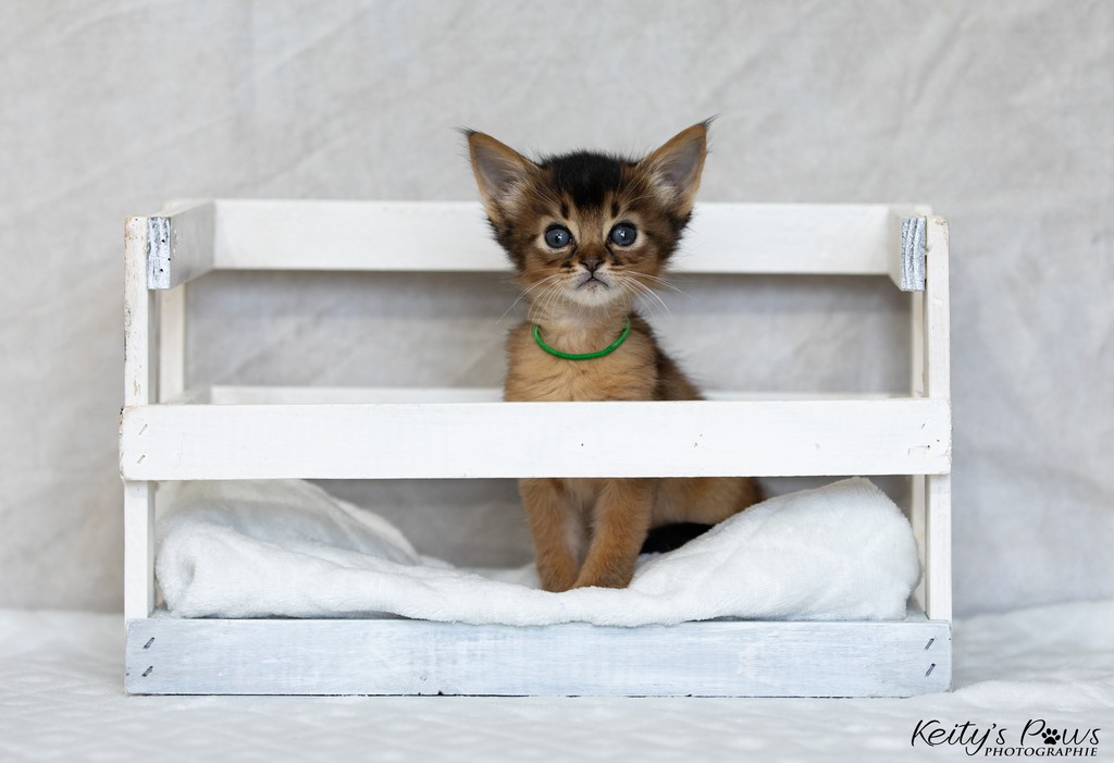 Amaretto-Aegon 1 Mois