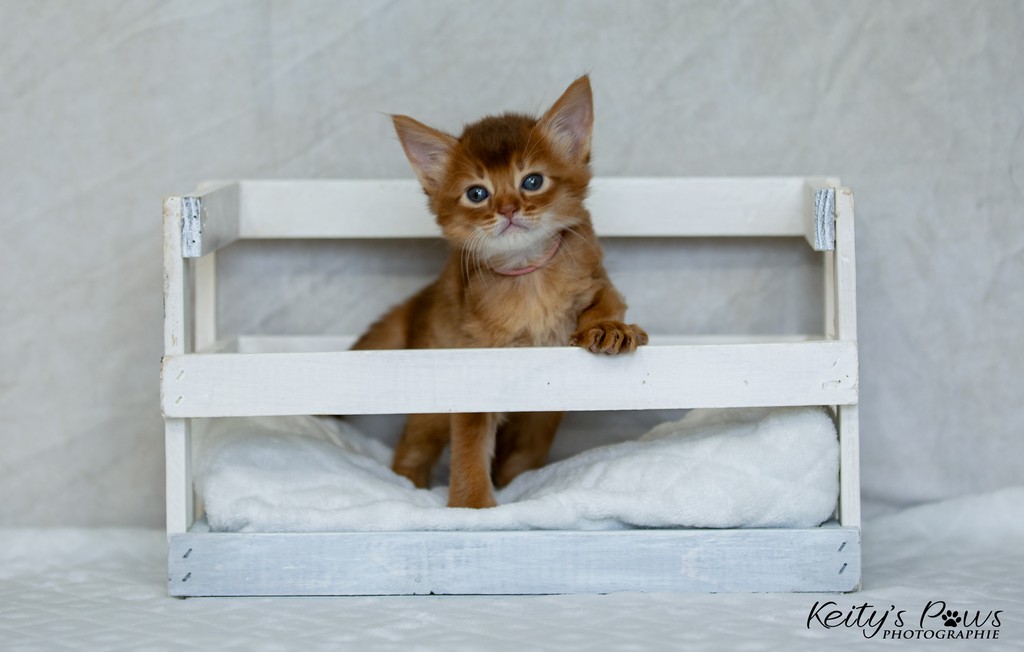 After-Eight Minty  1 Mois