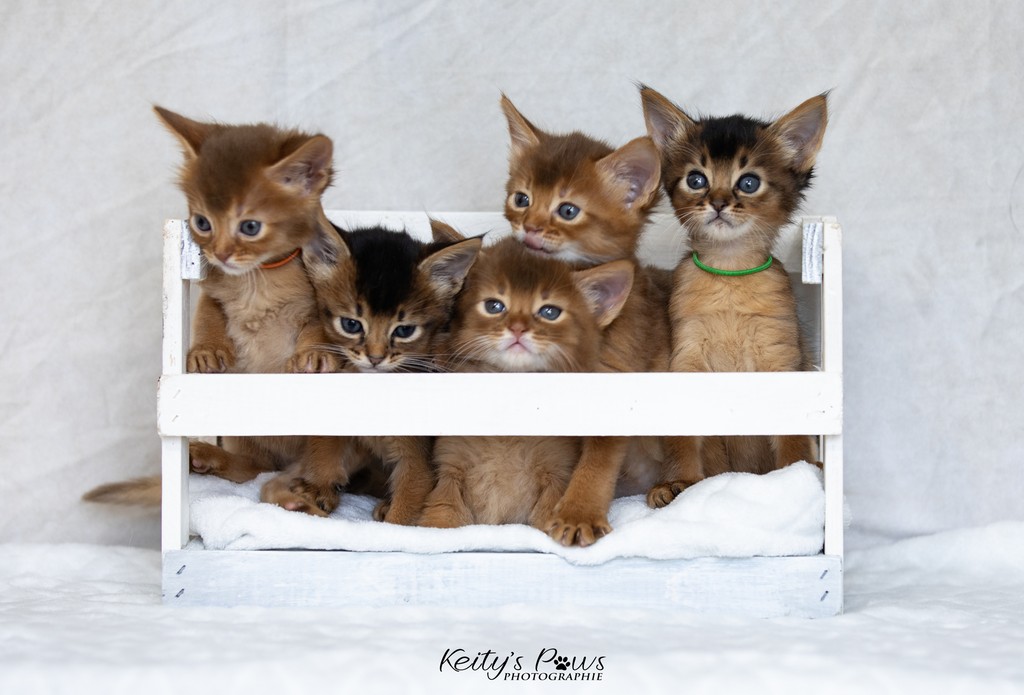 Aveline,  Amandine Aum,  After-Eight Minty , Azuki-Māui, Amaretto-Aegon 1 Mois