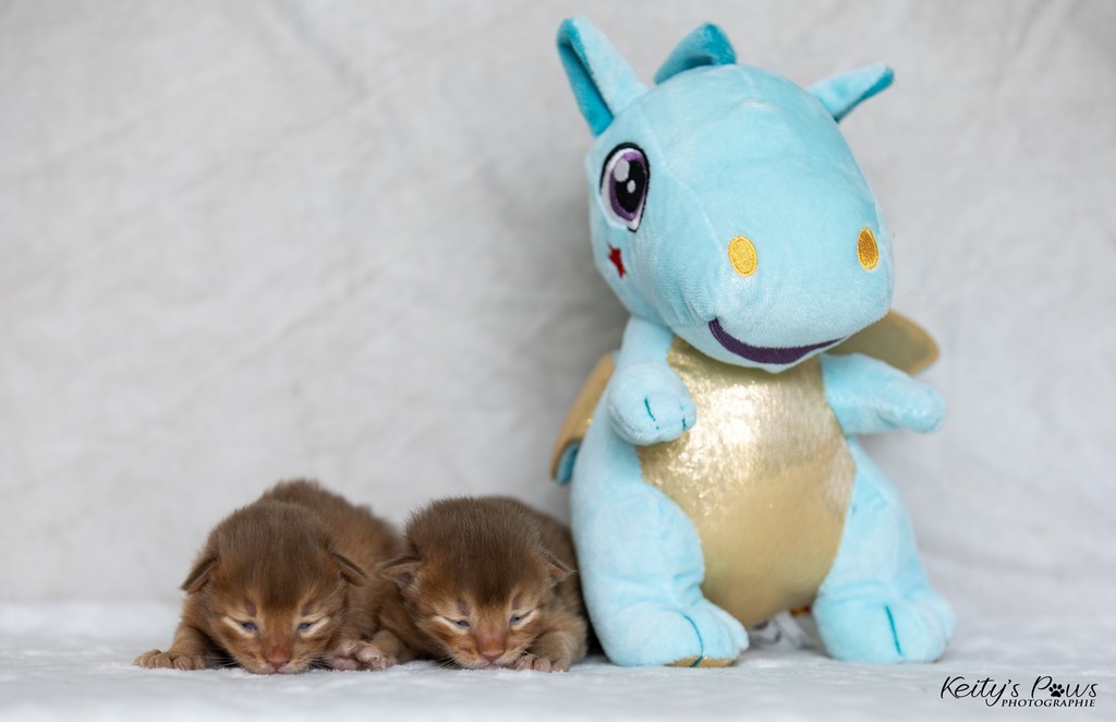 Ashka Asthur 1 Semaine