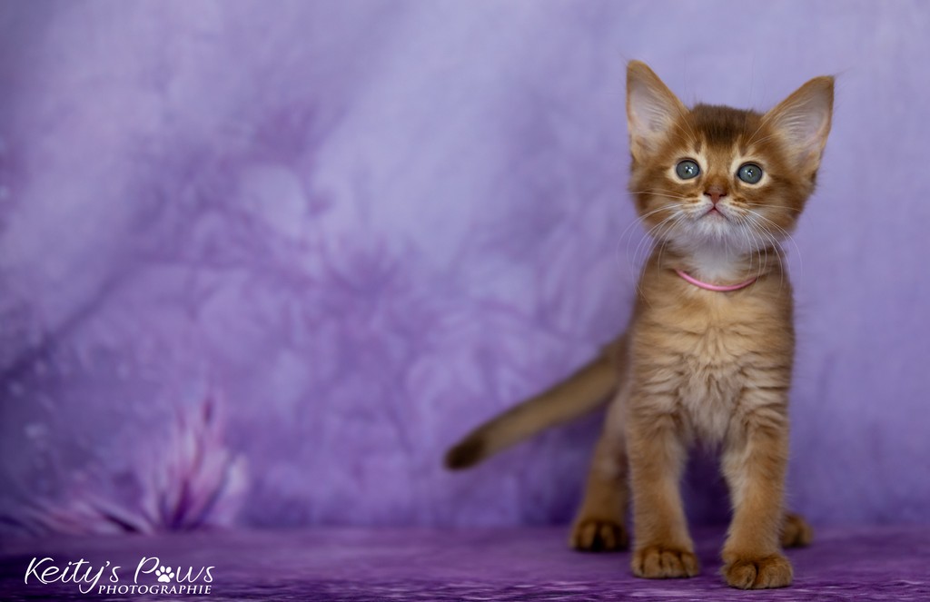  After-Eight Minty  1 Mois