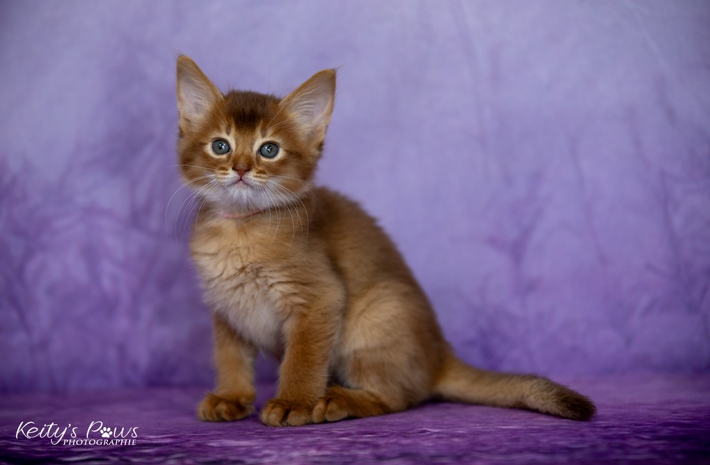  After-Eight Minty  1 Mois