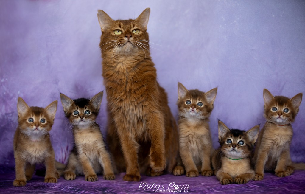 Aveline-Nala,  Amandine Aum,  After-Eight Minty , Azuki-Māui, Amaretto-Aegon 1 Mois