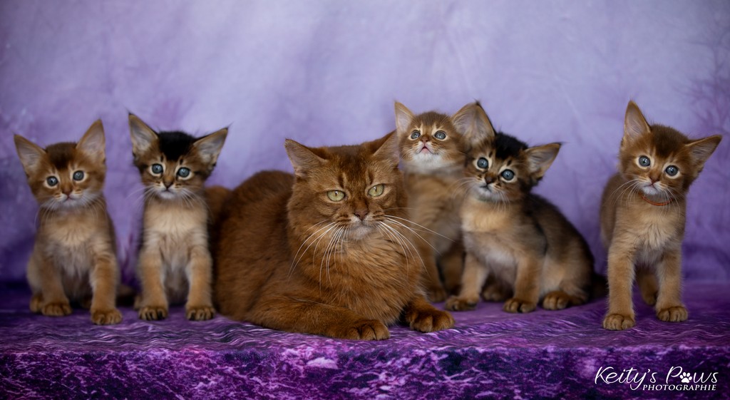 Aveline-Nala,  Amandine Aum,  After-Eight Minty , Azuki-Māui, Amaretto-Aegon 1 Mois