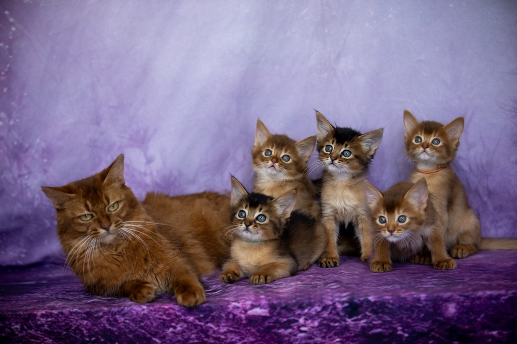 Aveline-Nala,  Amandine Aum,  After-Eight Minty , Azuki-Māui, Amaretto-Aegon 1 Mois