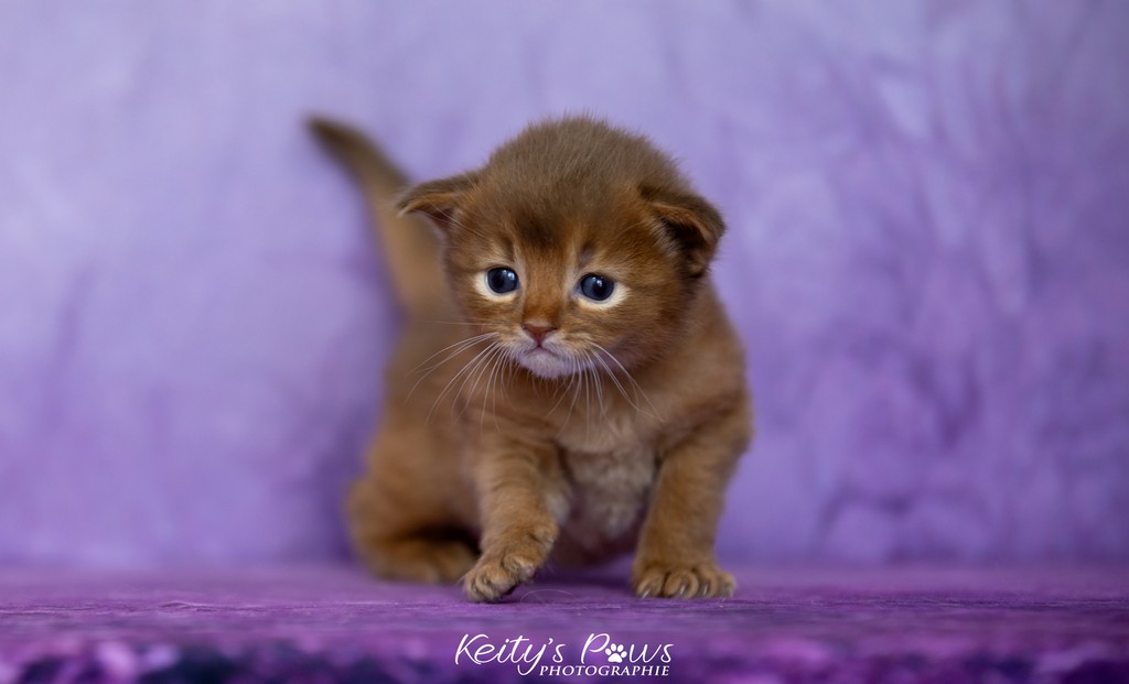 Ashka-Ayrton  3 Semaines