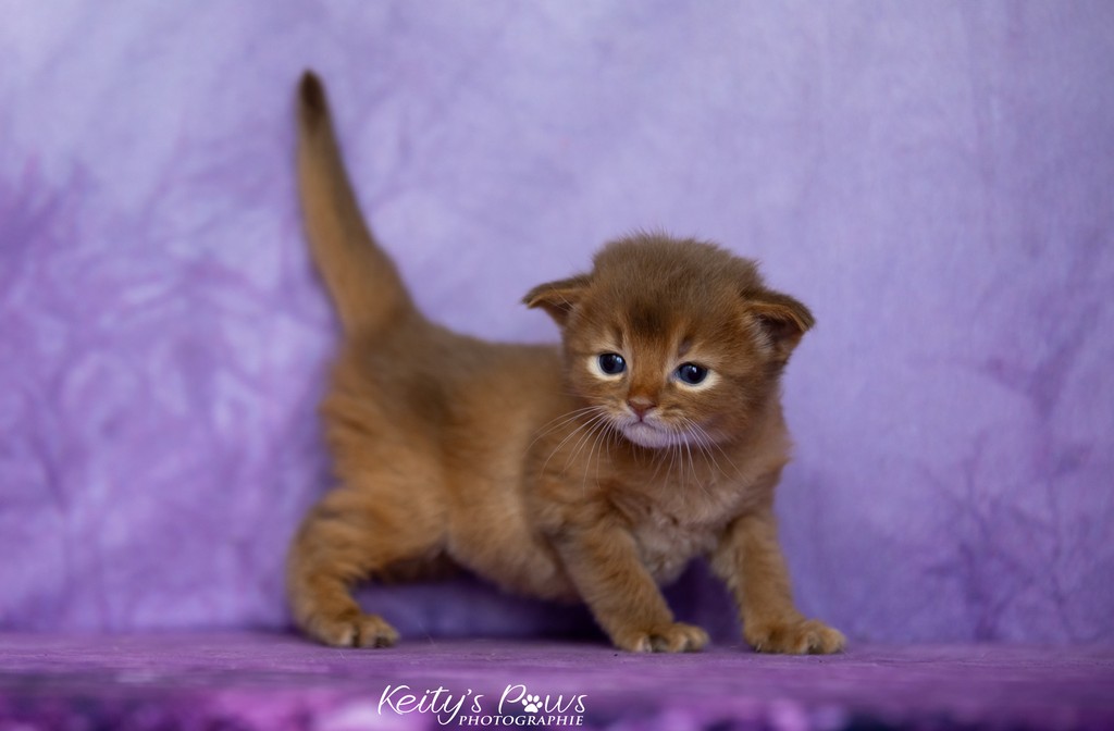 Ashka-Ayrton  3 Semaines