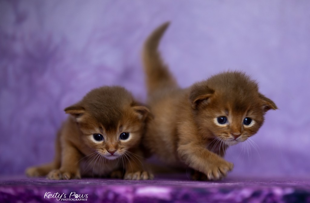 Ashka-Ayrton & Asthur 3 Semaines