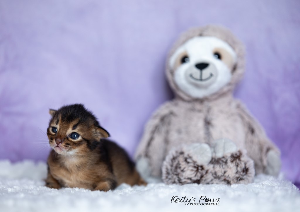 2 Semaines Male Lièvre 