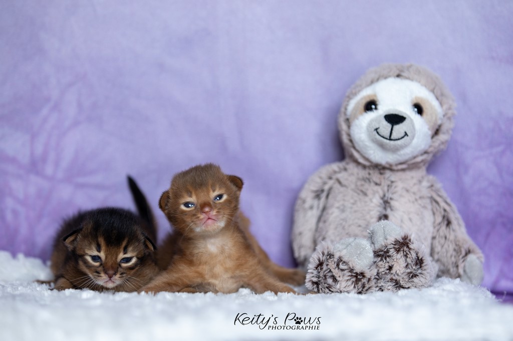 2 Semaines Male Lièvre & Teto