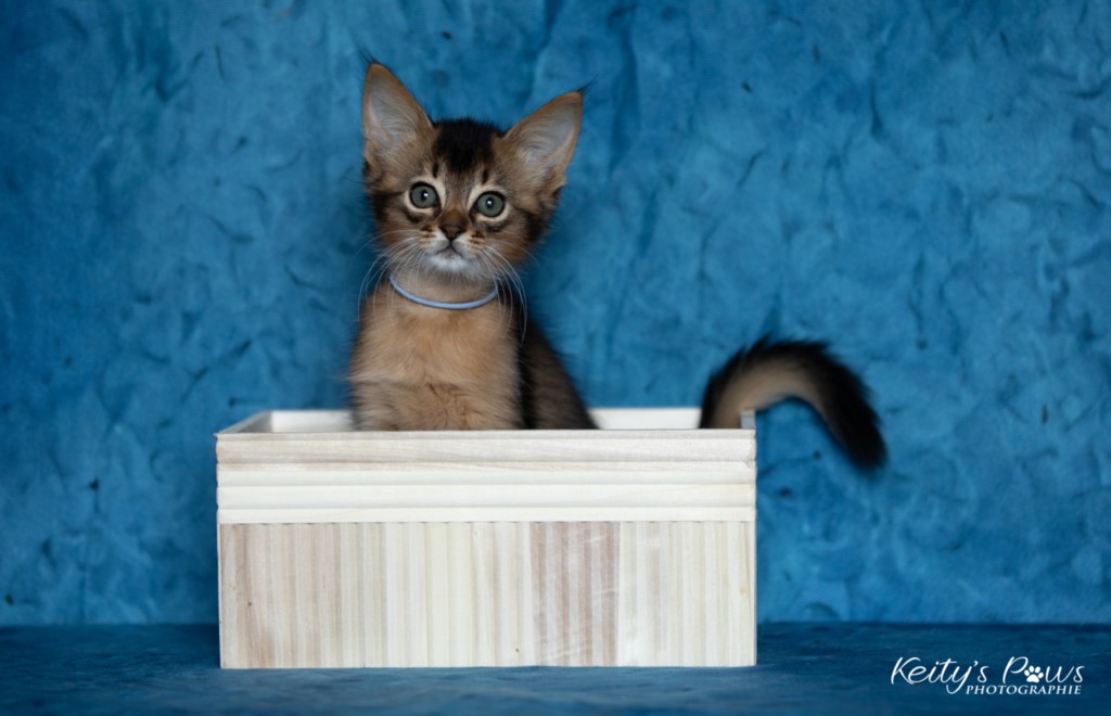 Amaretto Aegon 2 Mois