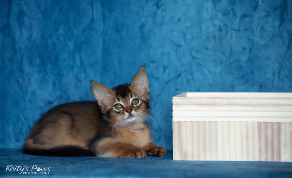 Amaretto Aegon 2 Mois