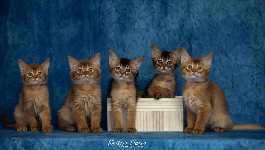 Amandine Aum Amaretto Aegon Azuki Maui After Eight Minty Aveline Nala 2 Mois