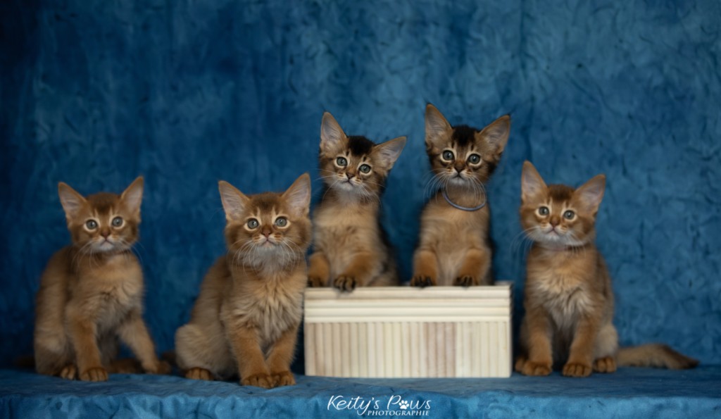 Amandine Aum Amaretto Aegon Azuki Maui After Eight Minty Aveline Nala 2 Mois