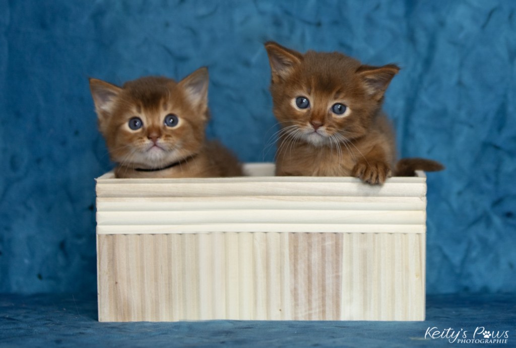 Asthur-Achille & Ashka-Ayrton 1 Mois