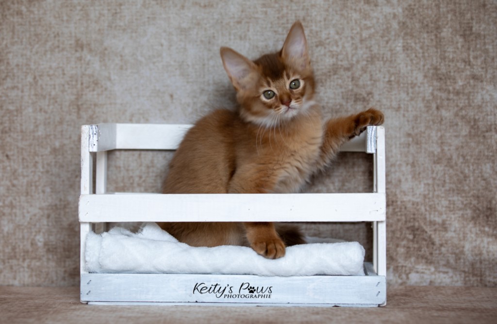 After Eight Minty 2 Mois