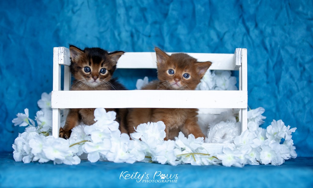 Yôkaï  "Sekiro" &  Zenkō "Teto"  1 Mois