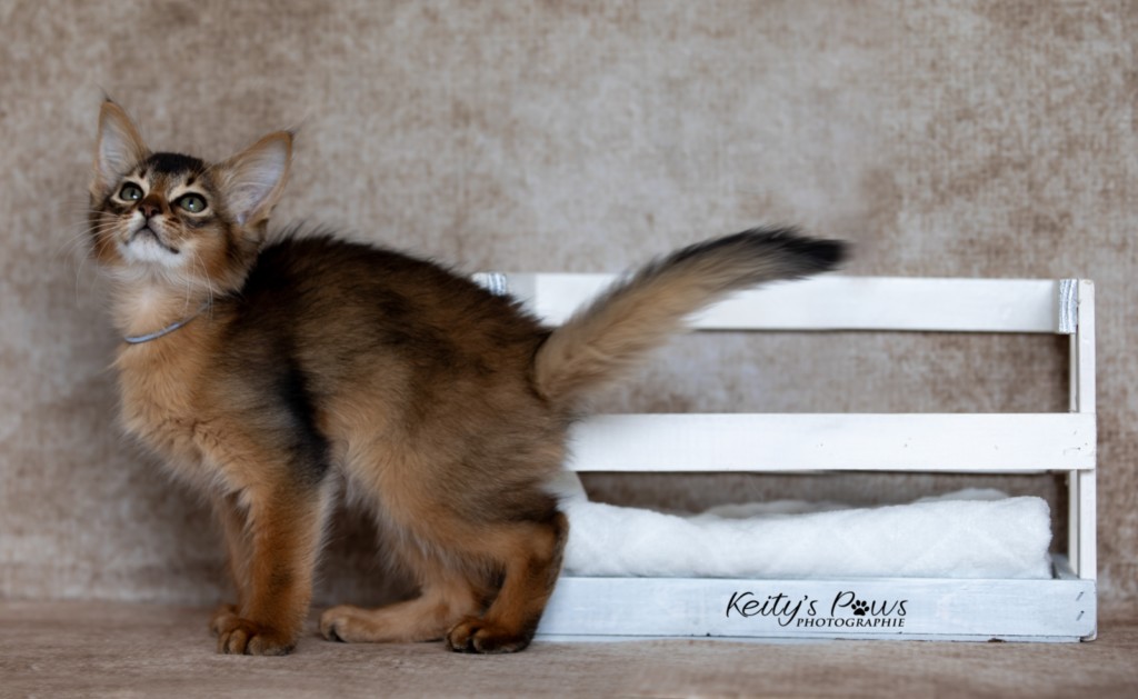 Amaretto Aegon 2 Mois