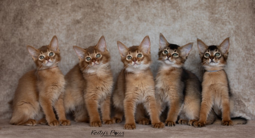 Aveline-Nala,  Amandine Aum,  After-Eight Minty , Azuki-Māui, Amaretto-Aegon 1 Mois