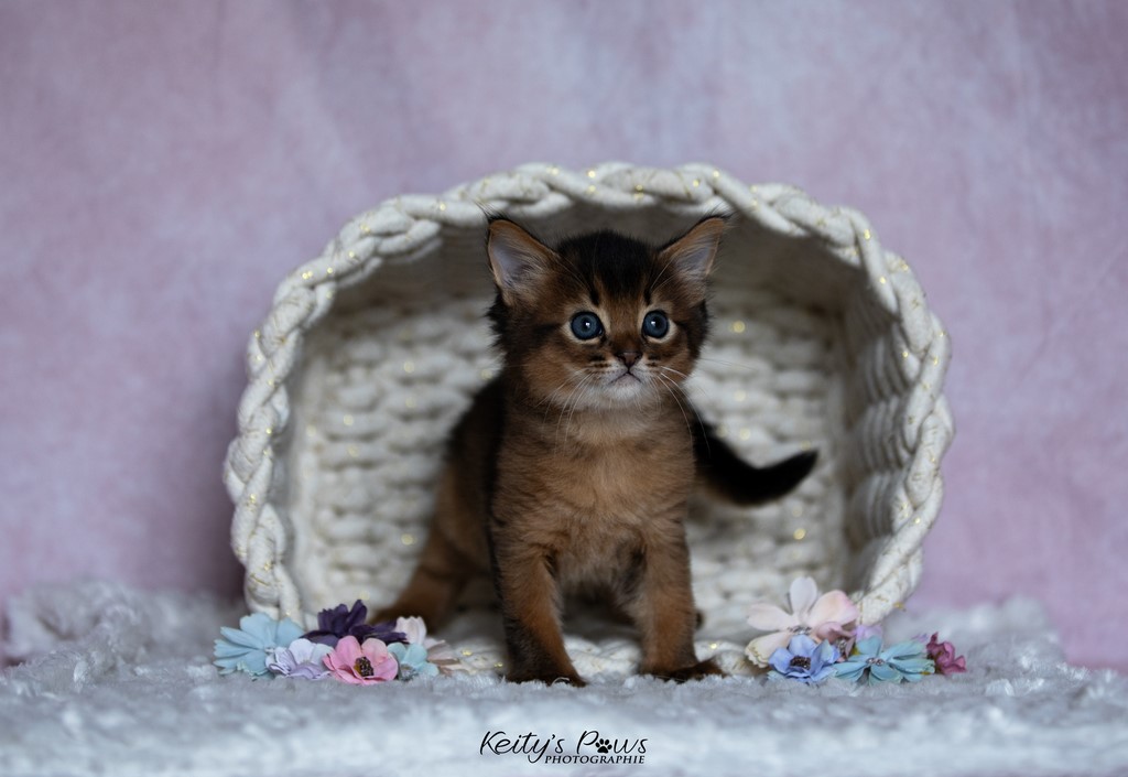 Yôkaï  "Sekiro"   1 Mois