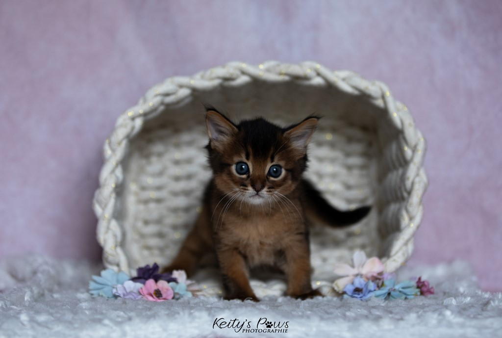 Yôkaï  "Sekiro"   1 Mois