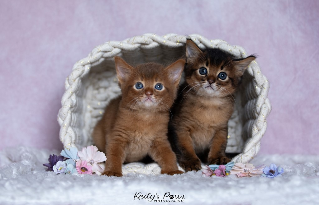 Yôkaï  "Sekiro" &  Zenkō "Teto"  1 Mois