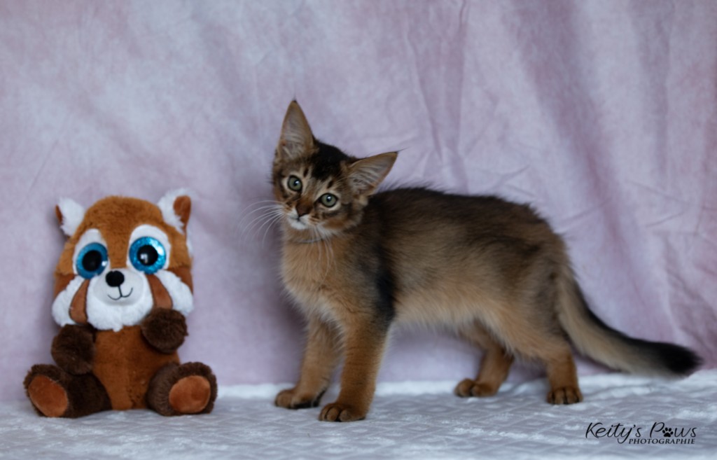 Amaretto Aegon 2 Mois